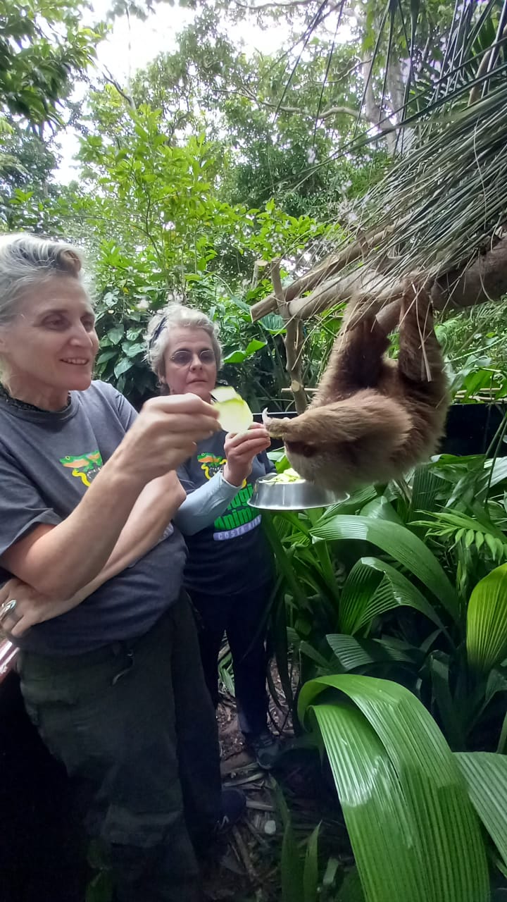 Fauna en rehabilitación en Refugio Animal Costa Rica
